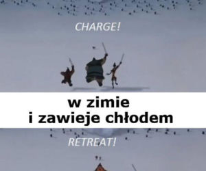 Koty opanowały internet!