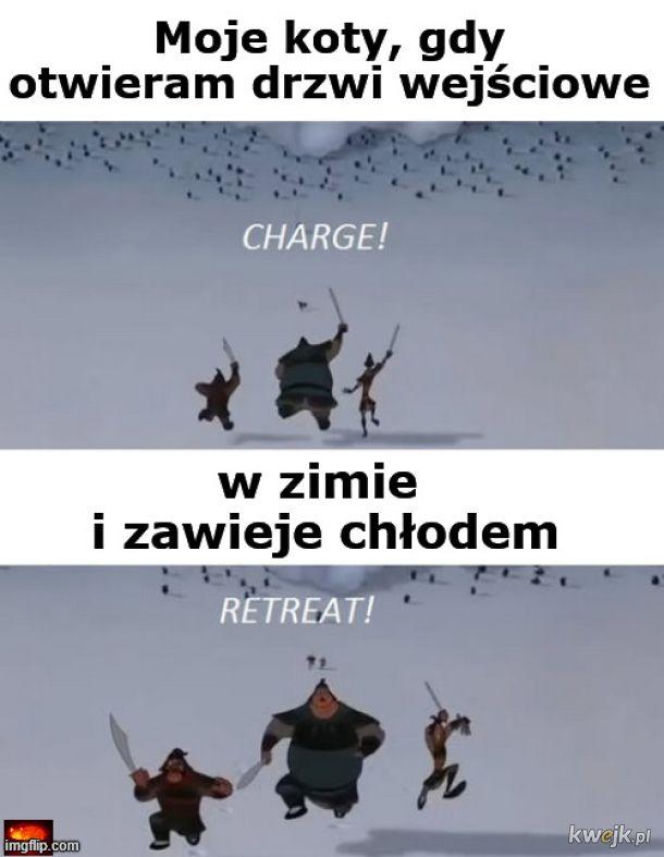 Koty opanowały internet!