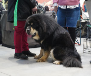 Międzynarodowa Wystawa Psów Rasowych Duo Cacib Kielce 2025