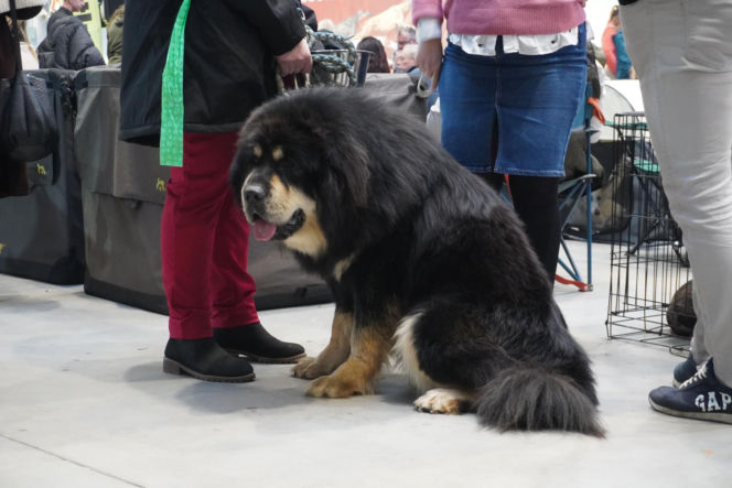 Międzynarodowa Wystawa Psów Rasowych Duo Cacib Kielce 2025