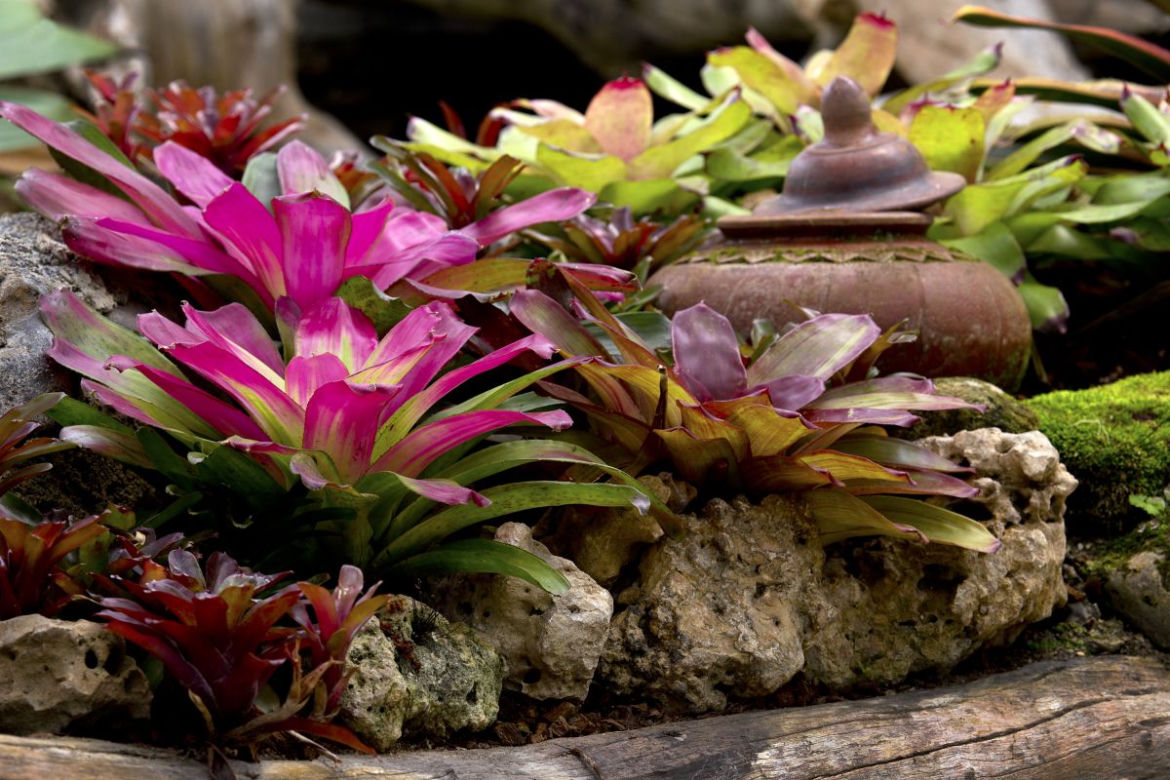 Neoregelia