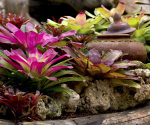Neoregelia