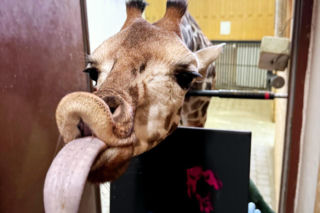 Żyrafa Pietruszka, a może manul Jessie? Które zostanie Zwierzakiem Roku 2025! Głosowanie trwa!