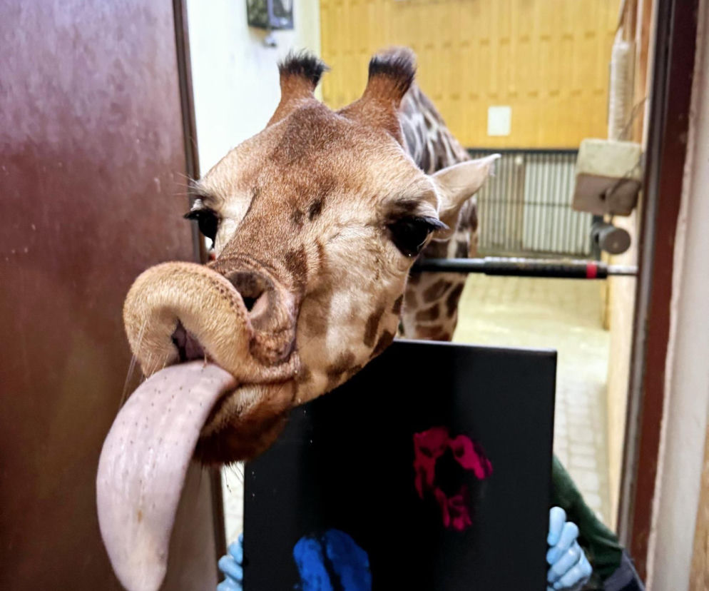 Zwierzak Roku 2025 Warszawskiego ZOO. Oto nominowane zwierzaki