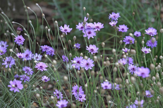 Kupidynek błękitny