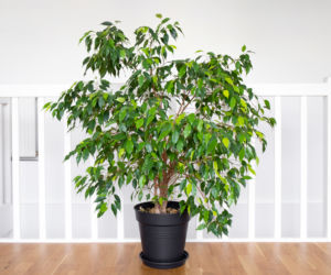 Ten prosty zabieg zamieni fikusa benjamina w bujny krzew. Po zimie wypuści boczne pędy