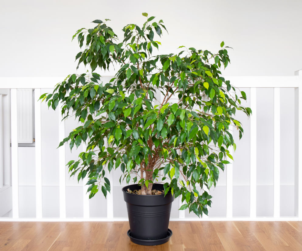 Ten prosty zabieg zamieni fikusa benjamina w bujny krzew. Po zimie wypuści boczne pędy