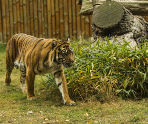 Tygrys ludojad wrócił do zoo