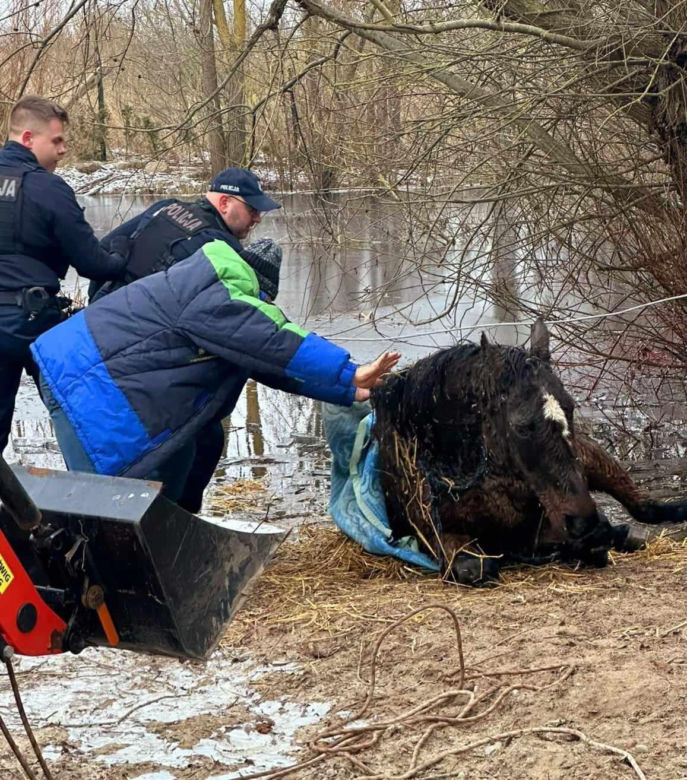 Pod koniem zarwał się lód. Dramatyczna walka o życie zwierzęcia