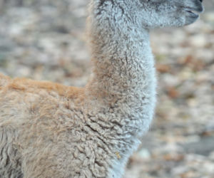 We wrocławskim zoo urodziło się gwanako