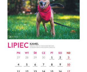 Lipiec - kalendarz ze zwierzętami