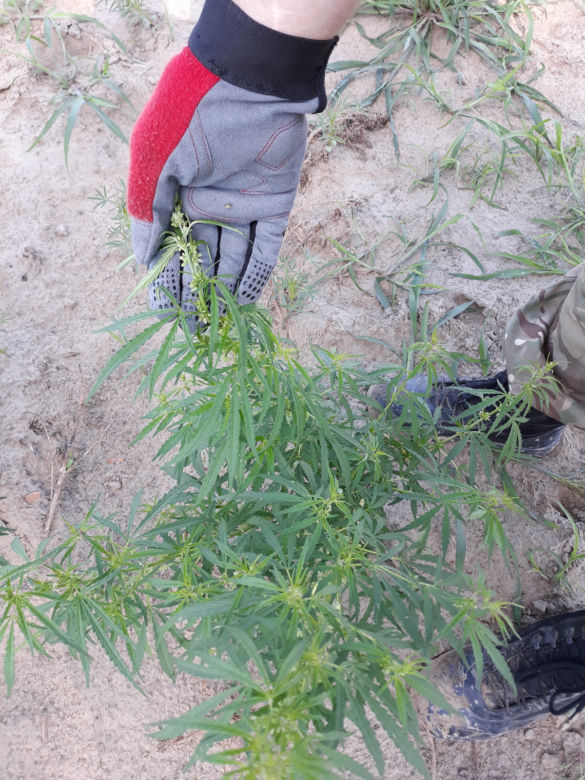 Gigantyczna plantacja marihuany zlikwidowana