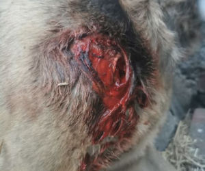 Świdnica: Sołtyska wsi Wirki przywiązała psa do samochodu i ciągnęła go po drodze 