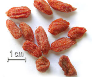 Jagody goji