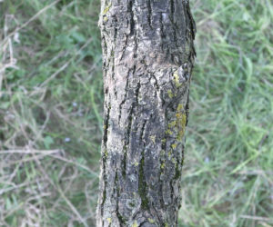 Tragedia w Dobczynie. Dwie nastolatki wisiały na jednej gałęzi