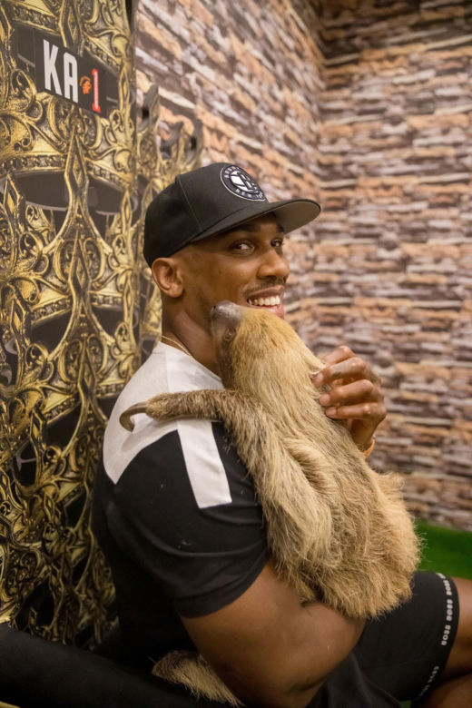 Anthony Joshua siłował się z prawdziwą bestią. Zwierzę, o którym mogliście nie mieć pojęcia