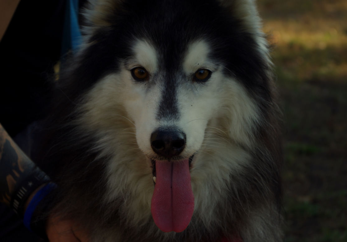 Husky opanowały Psi Park! [GALERIA]