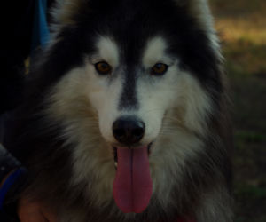 Husky opanowały Psi Park! [GALERIA]