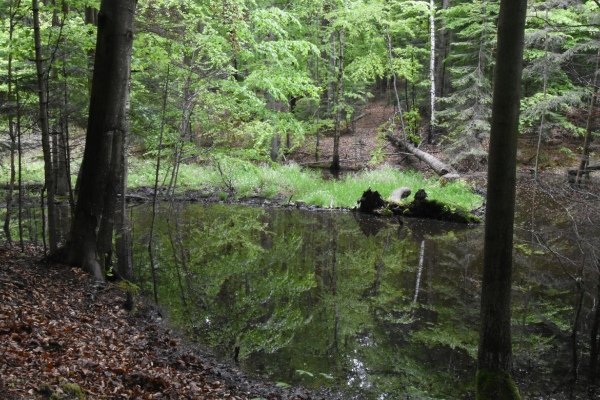 Utworzono Rezerwaty „Góra Skarbowa” i „Uroczysko Tumlińskie”