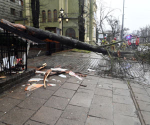Połamane drzewa w Szczecinie