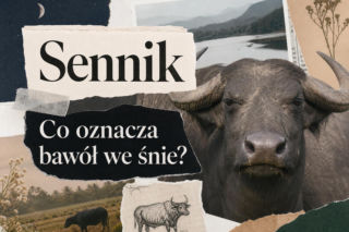 Bawół we śnie: co oznacza i jak go odczytać?