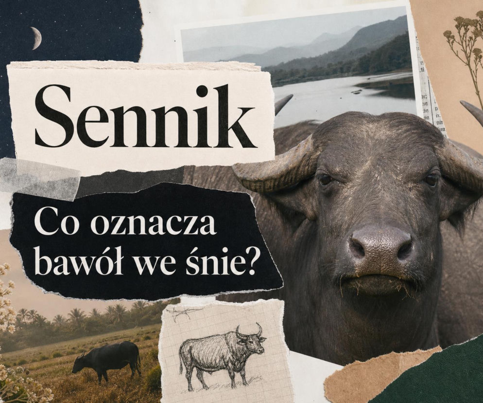 Głowa bawoła na kolażu sennika. Obok miniatury z pasącym się zwierzęciem i rysunkiem. O snach przeczytasz w SE.