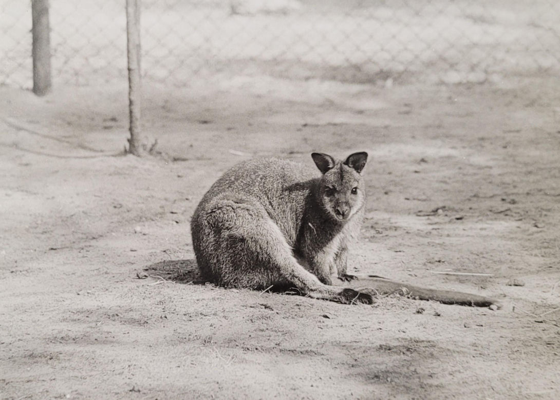 Łódzkie zoo w latach 70.