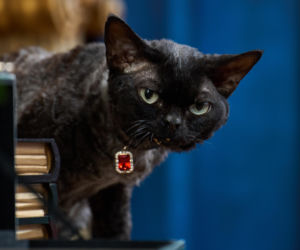 The Traitors. Zdrajcy sezon 3 odcinek 8