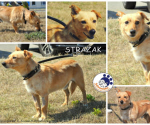 Strażak z Lublina