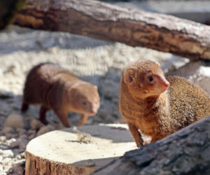 Mangusteczki karłowate, choć mają zaledwie kilkadziesiąt centymetrów długości, potrafią zaskoczyć energią, sprytem i… niezwykłym życiem towarzyskim