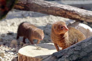 Mangusteczki karłowate, choć mają zaledwie kilkadziesiąt centymetrów długości, potrafią zaskoczyć energią, sprytem i… niezwykłym życiem towarzyskim