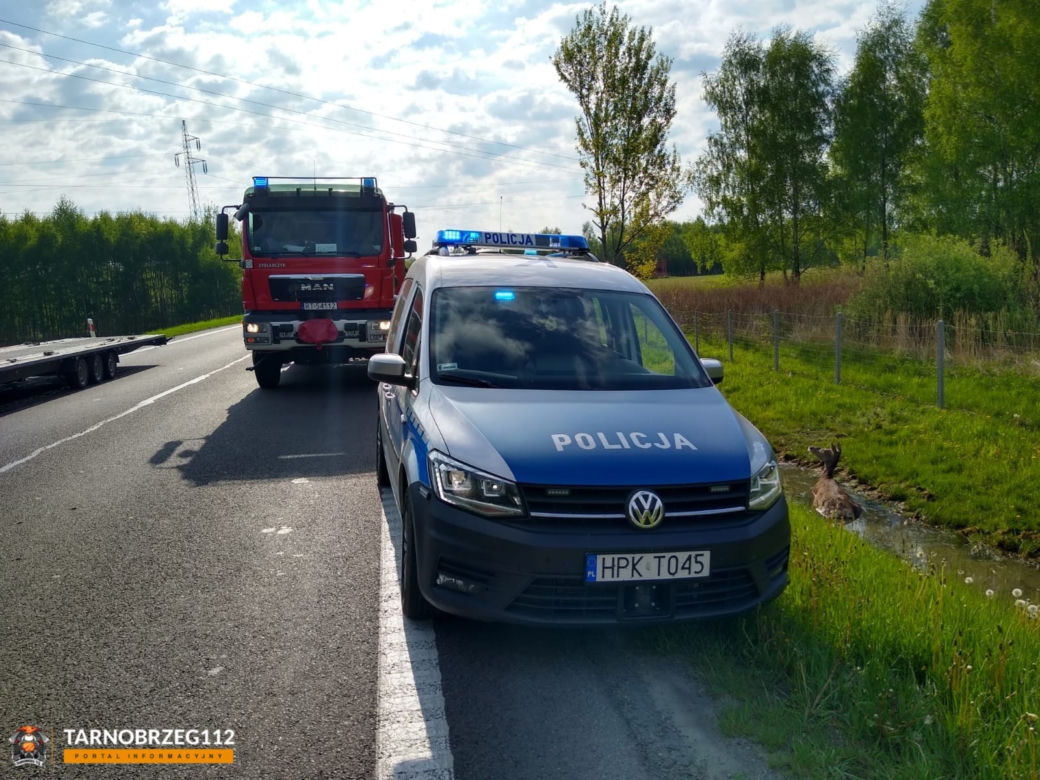 Podkarpackie. Strażacy wyciągnęli łanię z błota [GALERIA]