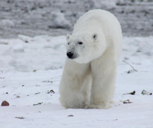 Najbardziej oryginalny przedmiot na aukcję WOŚP? Przeżył starcie z największym drapieżnikiem świata. Jest nagranie!