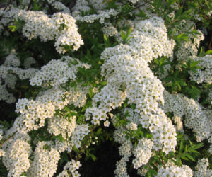 Tawuła szara 'Grefsheim'