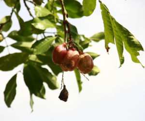 Ackee