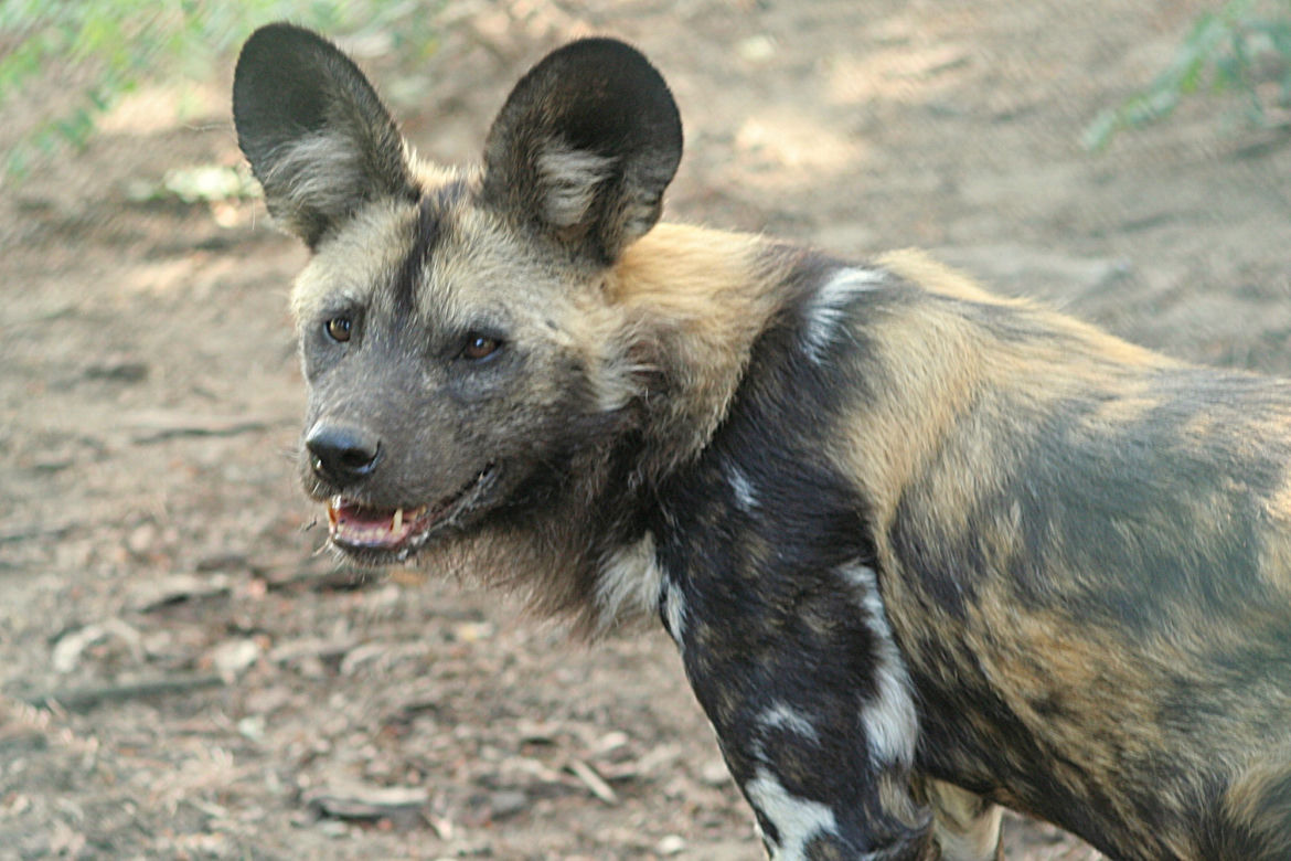 Zoo Wrocław: Likaony