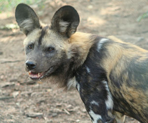 Zoo Wrocław: Likaony