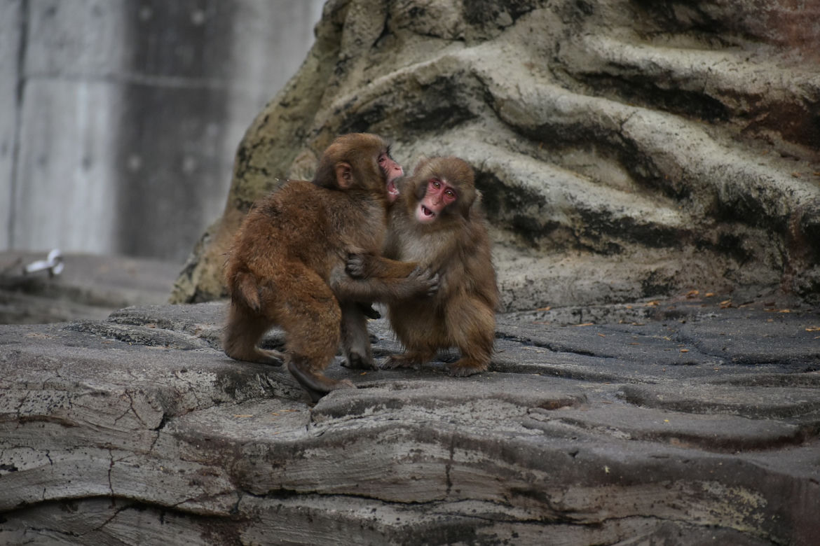 Makaki japońskie pojawią się w krakowski zoo