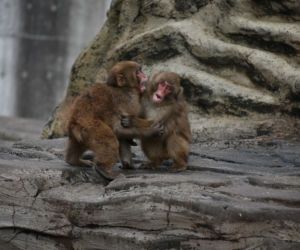 Makaki japońskie pojawią się w krakowski zoo