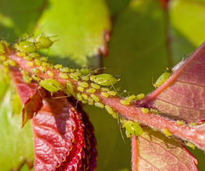 Wiosna ledwo się zaczęła, a one już żerują w ogrodzie