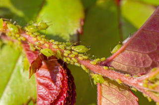 Wiosna ledwo się zaczęła, a one już żerują w ogrodzie