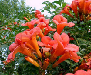 Ta roślina to znakomita alternatywa dla tui. Posadź w ogrodzie, a nie pożałujesz