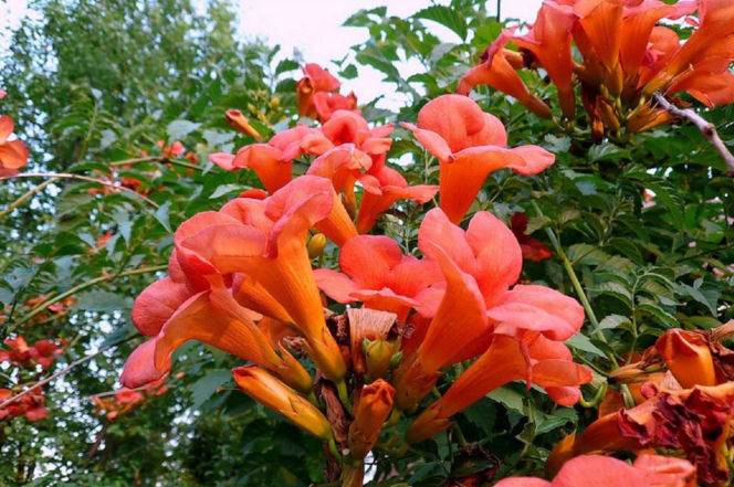 Ta roślina to znakomita alternatywa dla tui. Posadź w ogrodzie, a nie pożałujesz