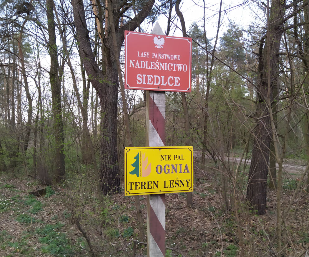 Coraz bardziej sucho w lasach, rośnie zagrożenie pożarowe. Strażacy i leśnicy apelują o ostrożność