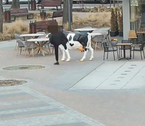 Pijany wandal w Garwolinie zaatakował... figurę krowy i policjantów!