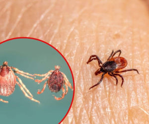 Egzotyczne kleszcze dotarły do Polski. Ten afrykański gatunek sam goni swoją ofiarę