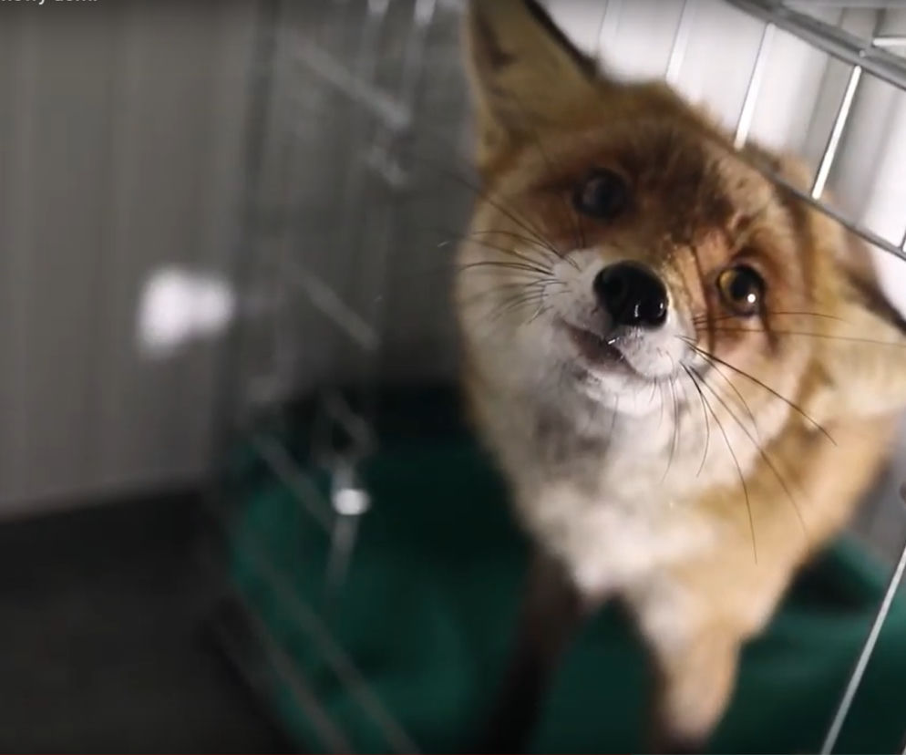 Pamiętacie lisiczkę z mini zoo w Giedlarowej? Wreszcie jest szczęśliwa! 