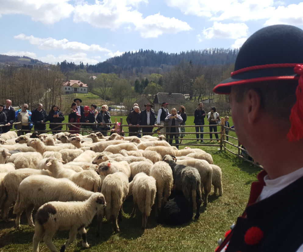 Rozpoczęcie sezonu pasterskiego w Rychwałdzie
