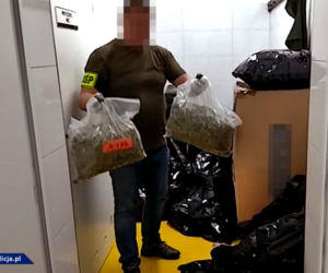 CBŚP zabezpieczyło krzaki, z których byłoby prawie 400 kilogramów suszu!
