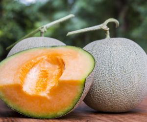 Melon melba